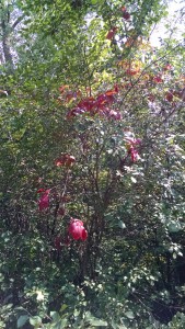 A shock of red - an early sign of Autumn?