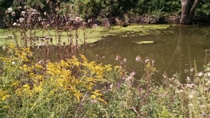 Wild flowers along the river